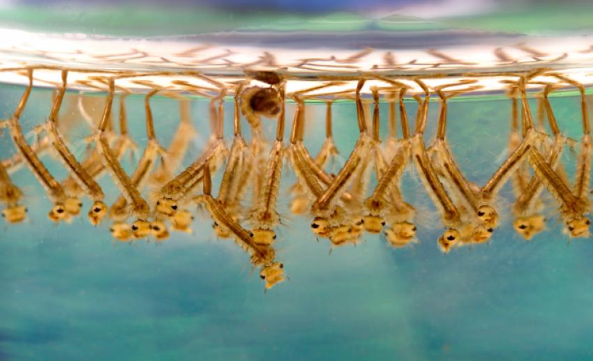 Costa del Sol town takes precautions against West Nile virus