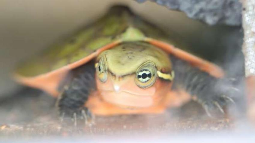Critically endangered big-headed turtles hatch at London Zoo