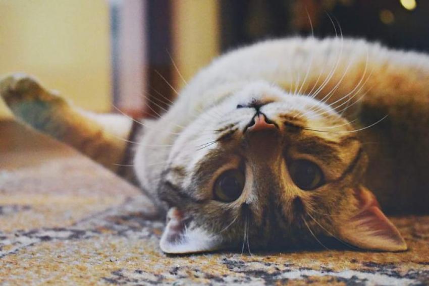Dogs and cats must have animal ID in Spain from 2022