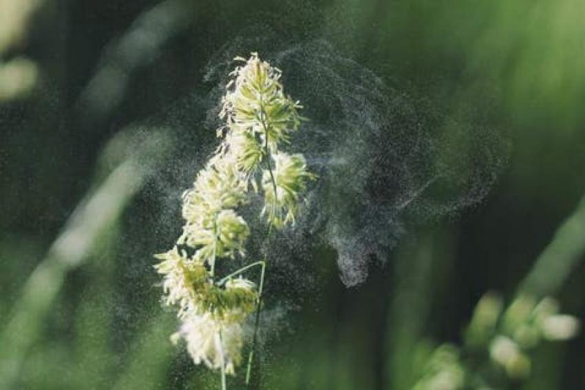 Experts in Malaga Warn of Intense Spring for Allergy Sufferers