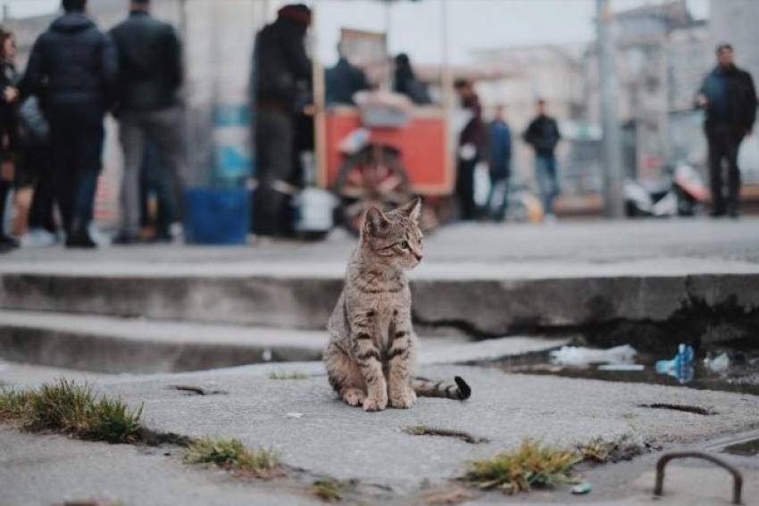 French adopt new bill against animal abuse
