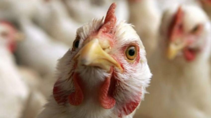 Gripe aviar altamente contagiosa H5N1 descubierta en Lleida
